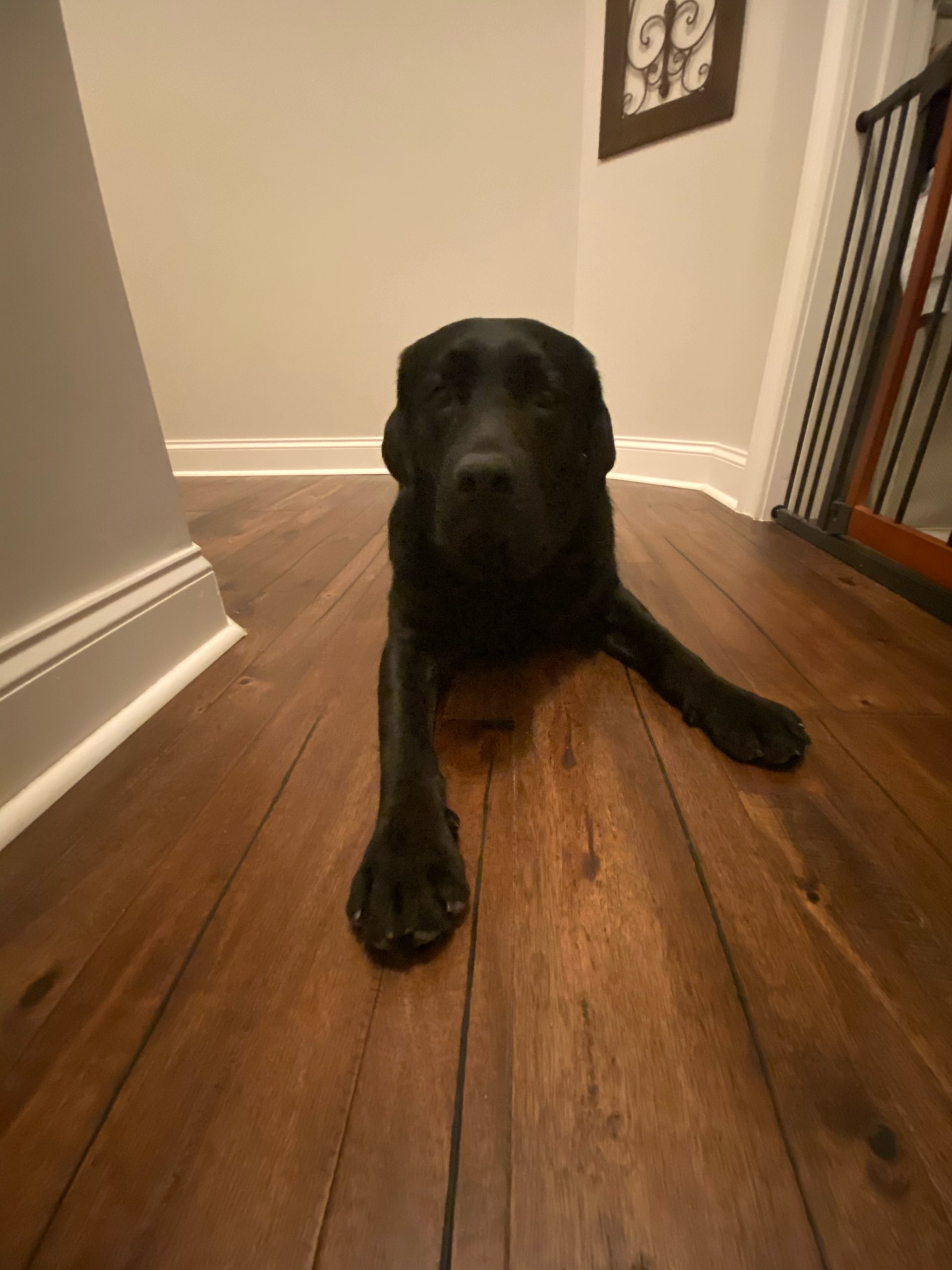 Hardwood Floor with dog